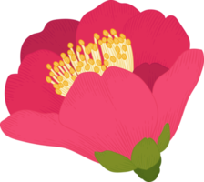 Pink camellia flower hand drawn illustration. png