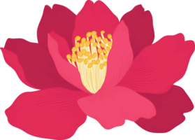 ilustração desenhada à mão de flor de camélia rosa. png