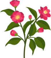 Pink camellia flower hand drawn illustration. png