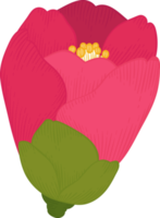 Pink camellia flower hand drawn illustration. png