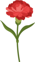 ilustración de dibujado a mano de flor de clavel rojo. png
