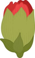 ilustración de dibujado a mano de flor de clavel rojo. png