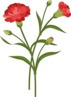 illustrazione disegnata a mano del fiore del garofano rosso. png