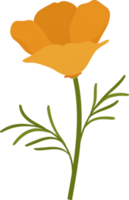 Orange california poppy flower hand drawn illustration. png