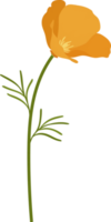 Orange california poppy flower hand drawn illustration. png