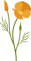 illustration dessinée à la main de fleur de pavot de californie orange. png