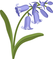 bluebell flower hand drawn illustration. png