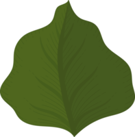 calla lily leaf hand drawn illustration. png