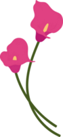 Pink calla lily flower hand drawn illustration. png