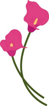 rosa calla lilja blomma handritad illustration. png