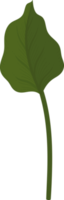 calla lily leaf hand drawn illustration. png