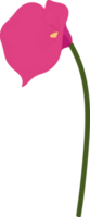 rosa calla lilja blomma handritad illustration. png