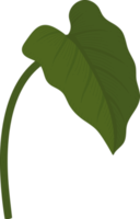 calla lily leaf hand drawn illustration. png