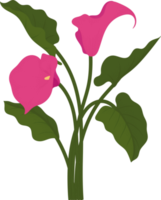 rosa calla lilja blomma handritad illustration. png