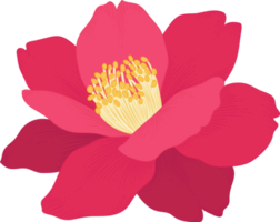 rosa camellia blomma handritad illustration. png
