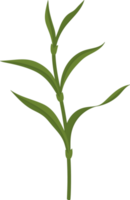 carnation leaf hand drawn illustration. png