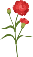 red carnation flower hand drawn illustration. png