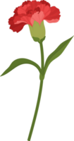illustrazione disegnata a mano del fiore del garofano rosso. png