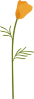 illustrazione disegnata a mano del fiore del papavero della california arancione. png
