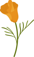 illustration dessinée à la main de fleur de pavot de californie orange. png