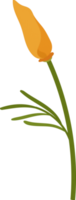 ilustración de dibujado a mano de flor de amapola de california naranja. png