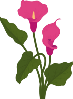 rosa calla lilja blomma handritad illustration. png