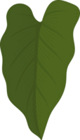 calla lily leaf hand drawn illustration. png