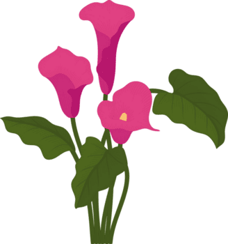 rosa calla lilja blomma handritad illustration. png