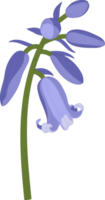ilustración de dibujado a mano de flor de campanilla. png