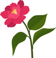 Pink camellia flower hand drawn illustration. png