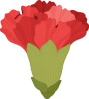 red carnation flower hand drawn illustration. png