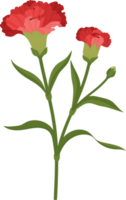 ilustración de dibujado a mano de flor de clavel rojo. png