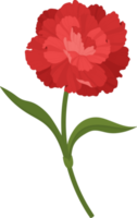 ilustración de dibujado a mano de flor de clavel rojo. png