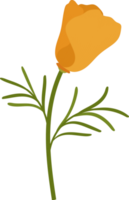 ilustración de dibujado a mano de flor de amapola de california naranja. png