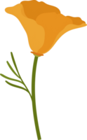 Orange california poppy flower hand drawn illustration. png