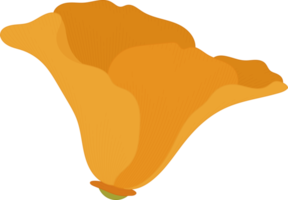 Orange california poppy flower hand drawn illustration. png