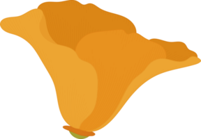 oranje Californië poppy bloem hand getekende illustratie. png