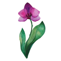 flor de orquídea burdeos png