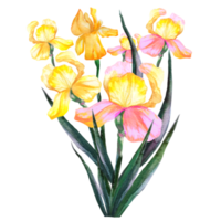 bouquet di iris acquerello png