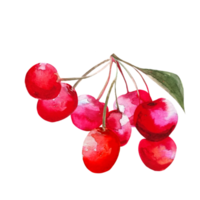 ilustración rojo cereza png