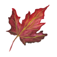 maple dry leaf png