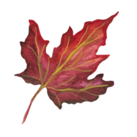 Ahorn trockenes Blatt png