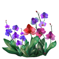 blaue Orchideenblüten png