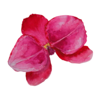 flor de orquídea borgonha png