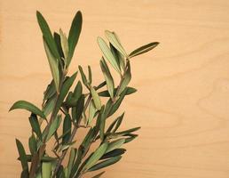 Palm Sunday olive branch photo