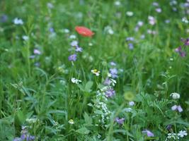 green meadow background photo