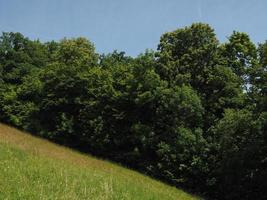 meadow and trees on hill side photo