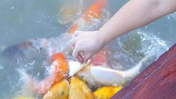 Die Dame füttert bunte, ausgefallene Mistfische mit Brot video