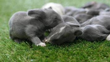 Eleven days lovely baby rabbits on artificial green grass video