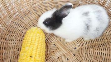 Lovely twenty days baby rabbit eating vegetable in a hay nest video